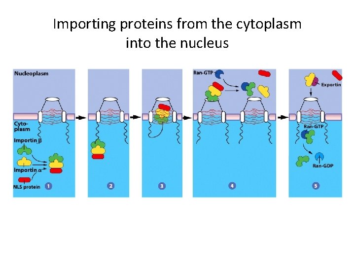 Importing proteins from the cytoplasm into the nucleus 