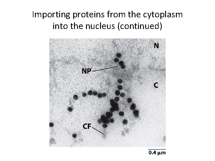 Importing proteins from the cytoplasm into the nucleus (continued) 