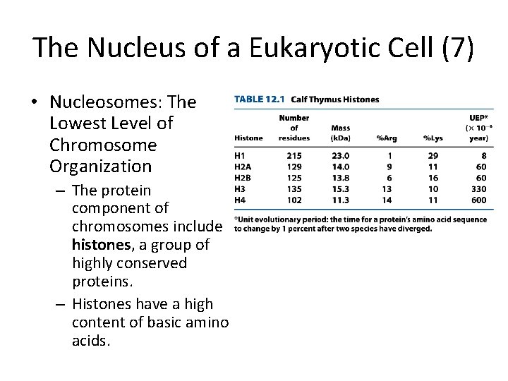 The Nucleus of a Eukaryotic Cell (7) • Nucleosomes: The Lowest Level of Chromosome