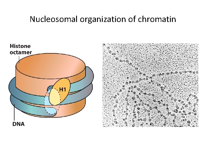 Nucleosomal organization of chromatin 