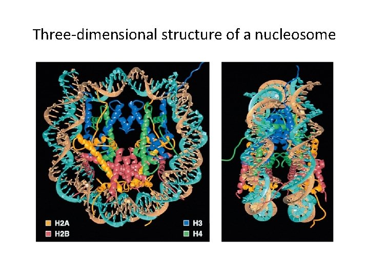 Three-dimensional structure of a nucleosome 