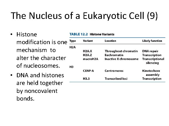 The Nucleus of a Eukaryotic Cell (9) • Histone modification is one mechanism to
