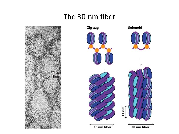 The 30 -nm fiber 