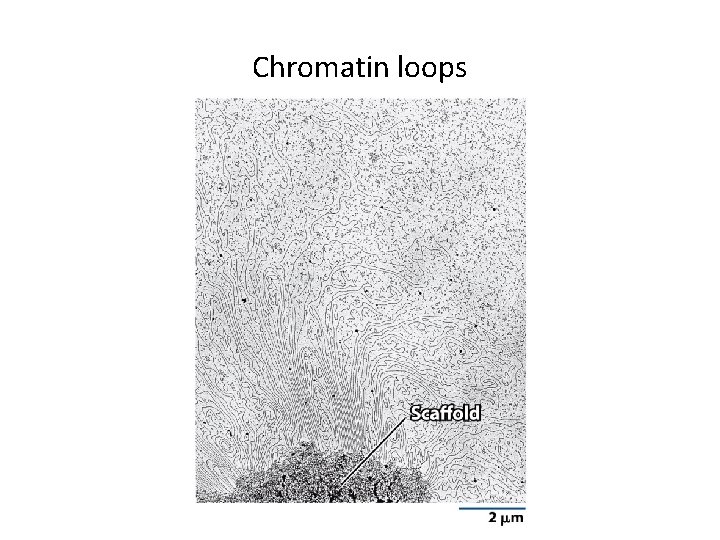 Chromatin loops 