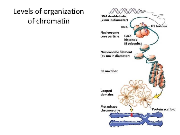Levels of organization of chromatin 