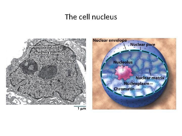 The cell nucleus 