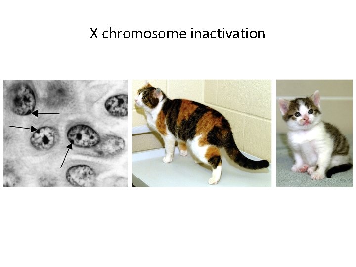 X chromosome inactivation 