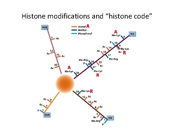 Histone modifications and “histone code” 