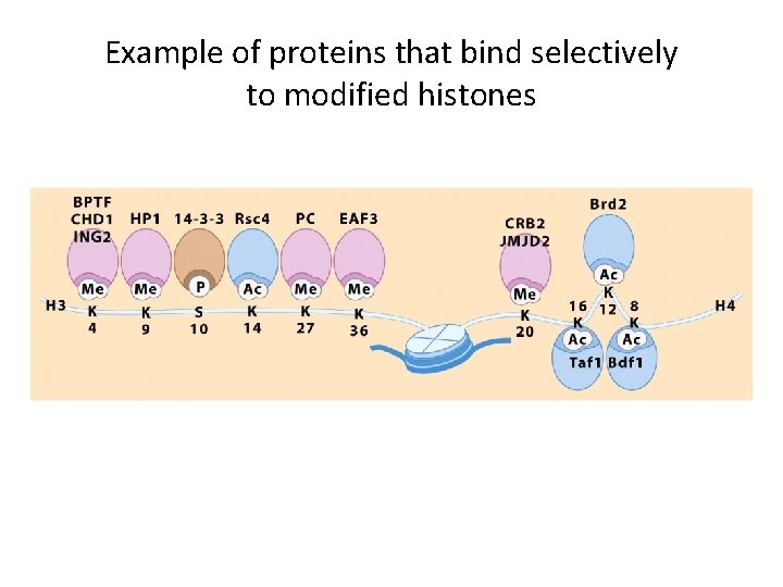 Example of proteins that bind selectively to modified histones 