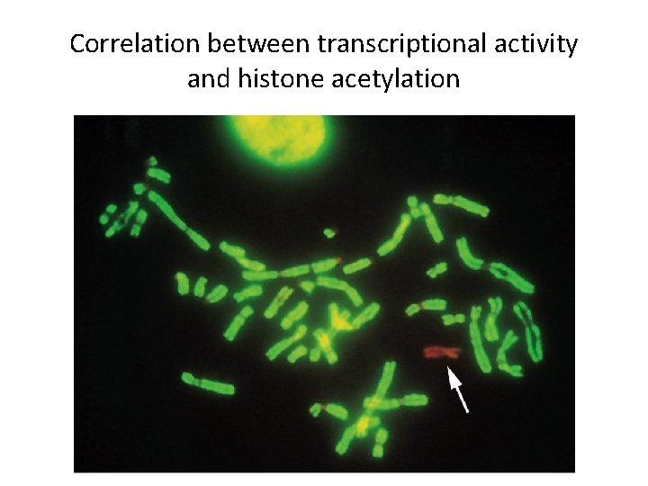 Correlation between transcriptional activity and histone acetylation 