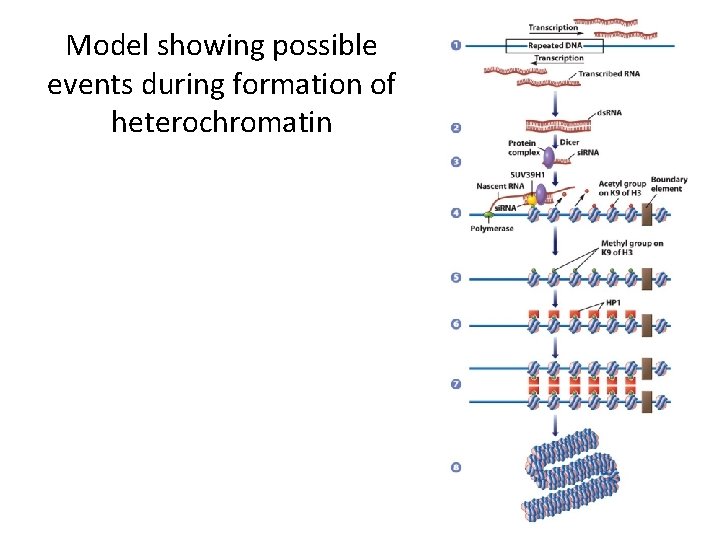 Model showing possible events during formation of heterochromatin 