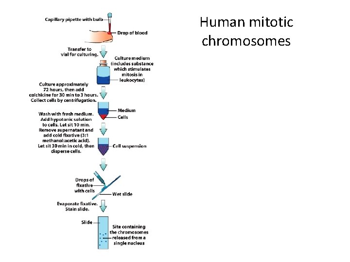 Human mitotic chromosomes 