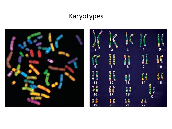 Karyotypes 
