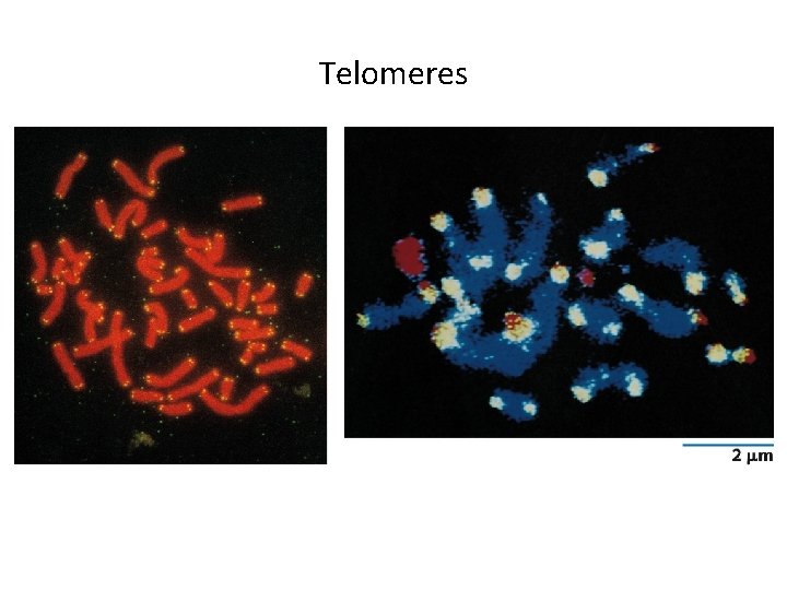 Telomeres 