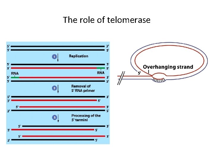 The role of telomerase 