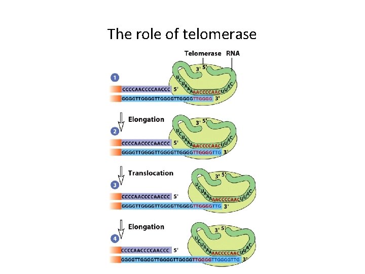 The role of telomerase 