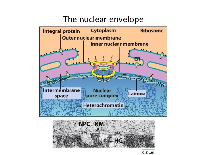 The nuclear envelope 