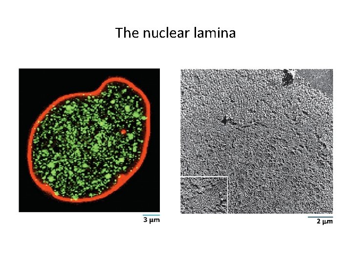 The nuclear lamina 