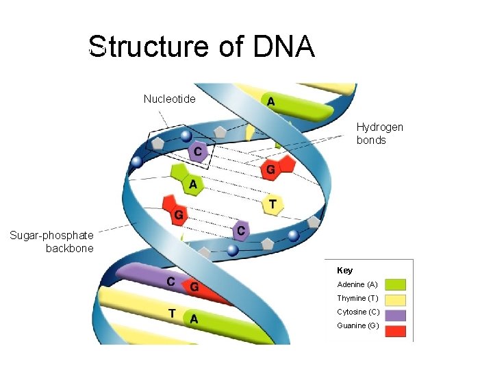Structure of DNA Section 12 -1 Nucleotide Hydrogen bonds Sugar-phosphate backbone Key Adenine (A)