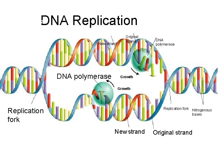 DNA Replication Section 12 -2 New strand DNA polymerase Original strand DNA polymerase Growth