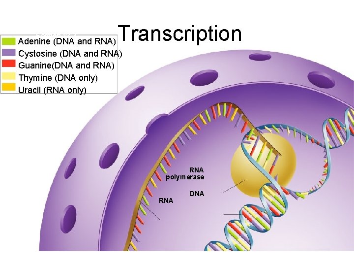 Section 12 -3 Transcription Adenine (DNA and RNA) Cystosine (DNA and RNA) Guanine(DNA and