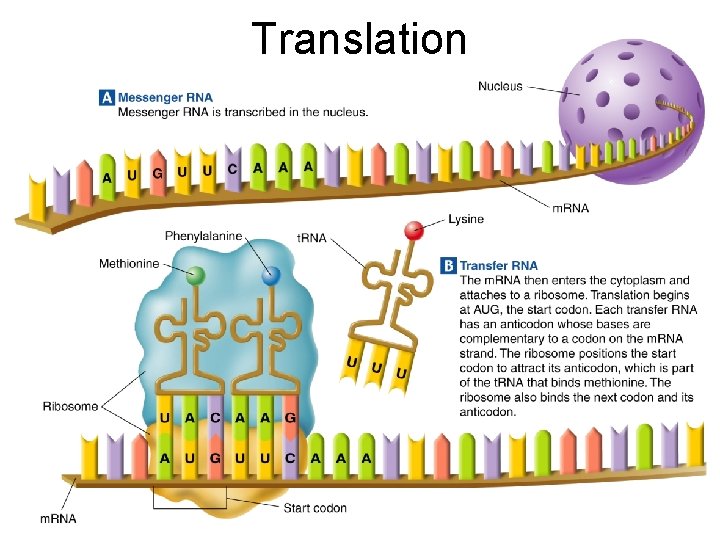 Translation Section 12 -3 