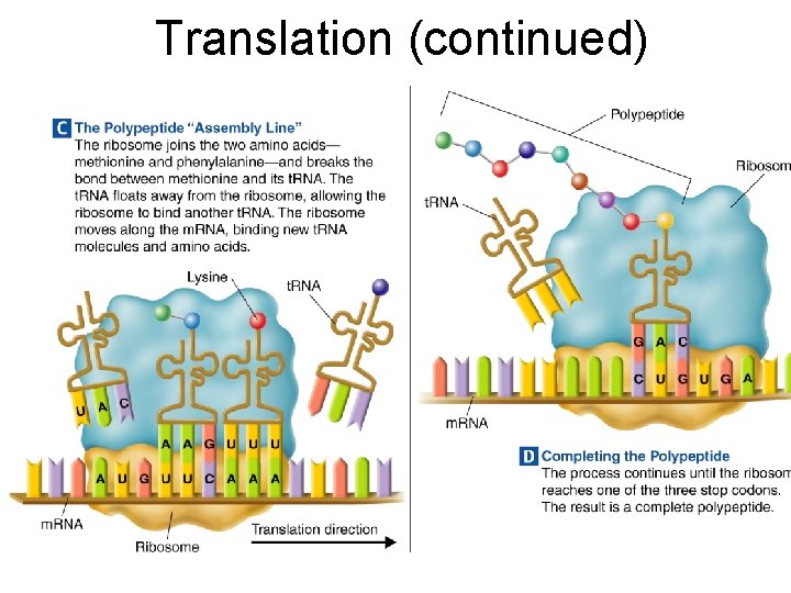 Translation (continued) Section 12 -3 