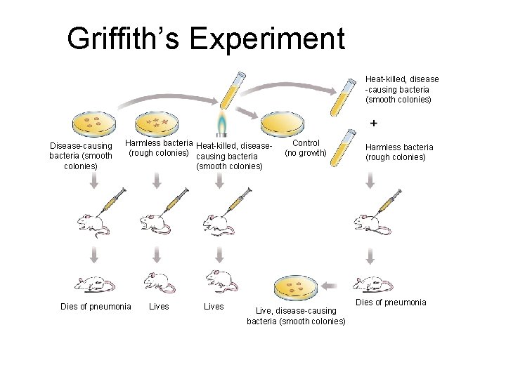 Griffith’s Experiment Section 12 -1 Heat-killed, disease -causing bacteria (smooth colonies) Disease-causing bacteria (smooth