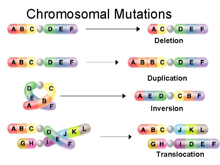 Chromosomal Mutations Section 12 -4 Deletion Duplication Inversion Translocation 