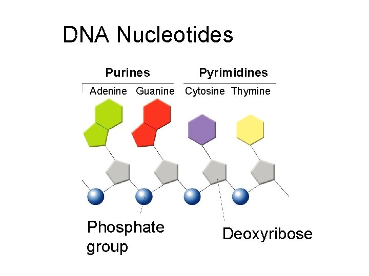DNA Nucleotides Section 12 -1 Purines Adenine Guanine Phosphate group Pyrimidines Cytosine Thymine Deoxyribose