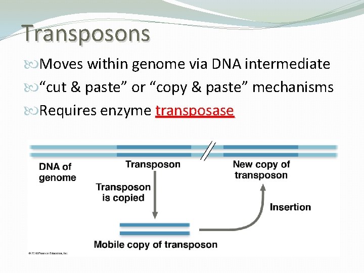 Transposons Moves within genome via DNA intermediate “cut & paste” or “copy & paste”