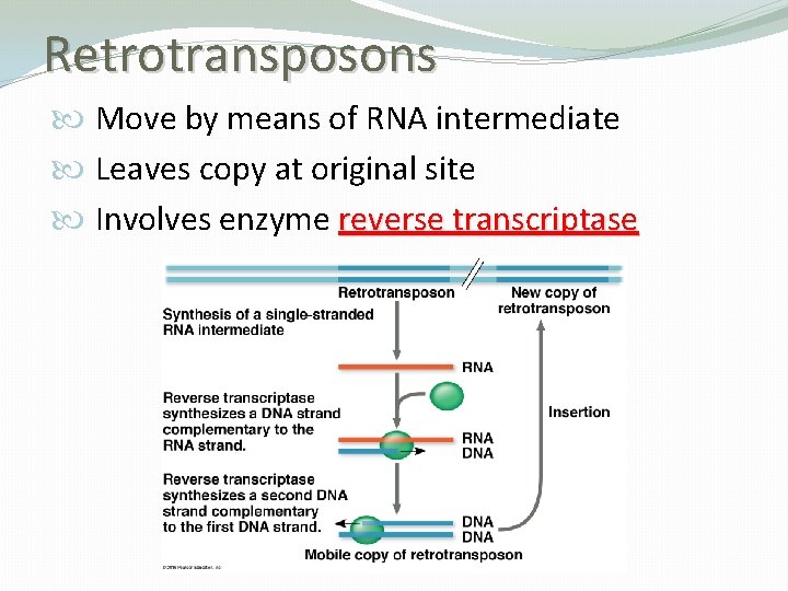 Retrotransposons Move by means of RNA intermediate Leaves copy at original site Involves enzyme