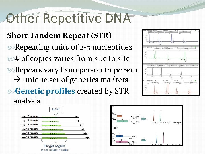 Other Repetitive DNA Short Tandem Repeat (STR) Repeating units of 2 -5 nucleotides #