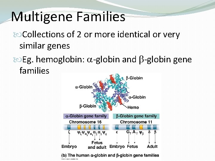 Multigene Families Collections of 2 or more identical or very similar genes Eg. hemoglobin: