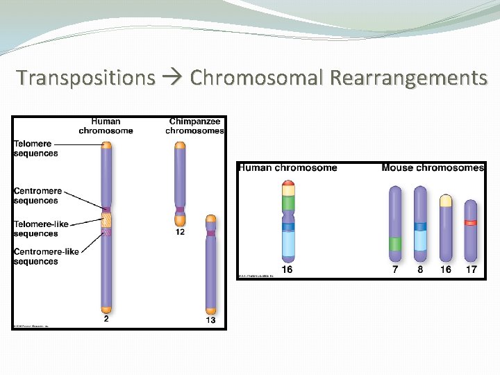 Transpositions Chromosomal Rearrangements 