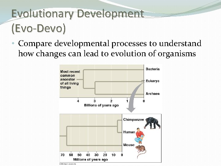 Evolutionary Development (Evo-Devo) • Compare developmental processes to understand how changes can lead to