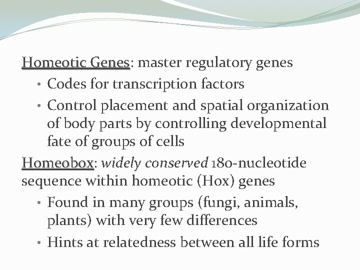 Homeotic Genes: Genes master regulatory genes • Codes for transcription factors • Control placement