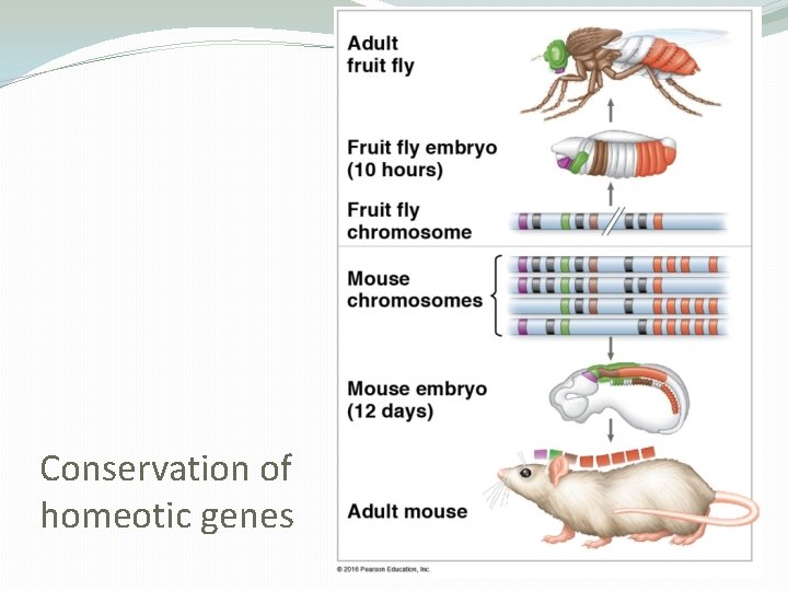 Conservation of homeotic genes 