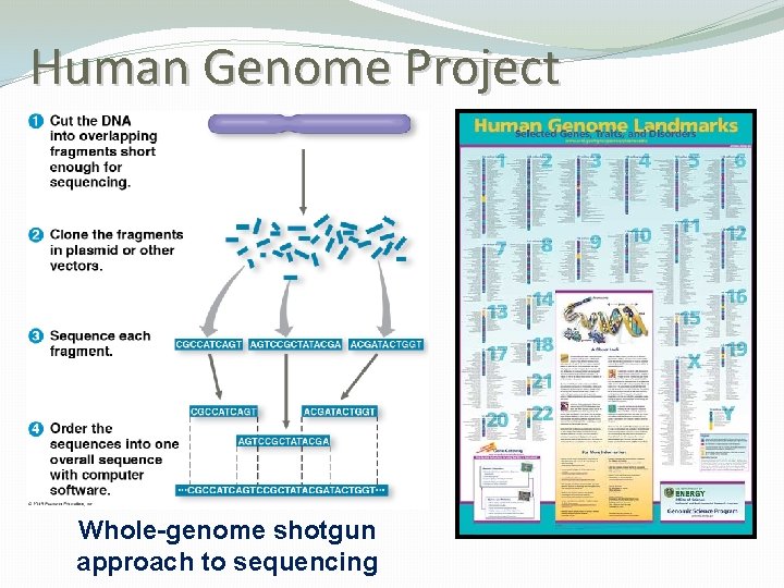 Human Genome Project Whole-genome shotgun approach to sequencing 