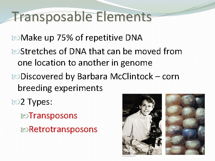 Transposable Elements Make up 75% of repetitive DNA Stretches of DNA that can be