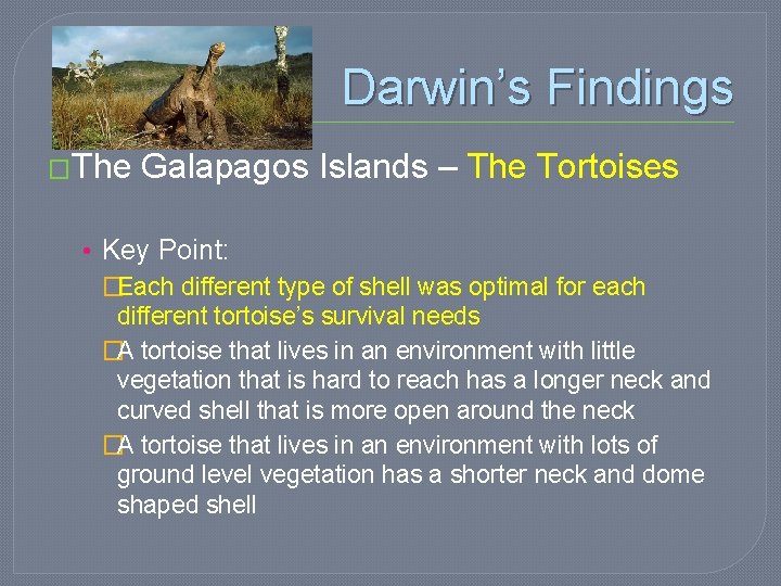 Darwin’s Findings �The Galapagos Islands – The Tortoises • Key Point: �Each different type