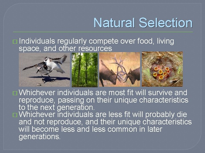 Natural Selection � Individuals regularly compete over food, living space, and other resources �