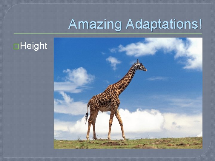 Amazing Adaptations! �Height 