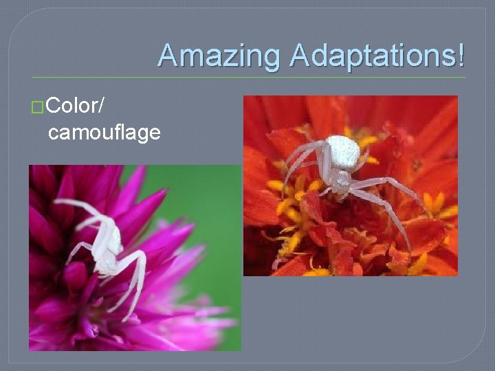 Amazing Adaptations! �Color/ camouflage 