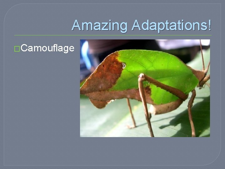 Amazing Adaptations! �Camouflage 
