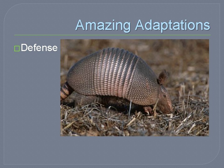 Amazing Adaptations �Defense 