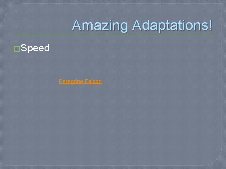 Amazing Adaptations! �Speed Peregrine Falcon 