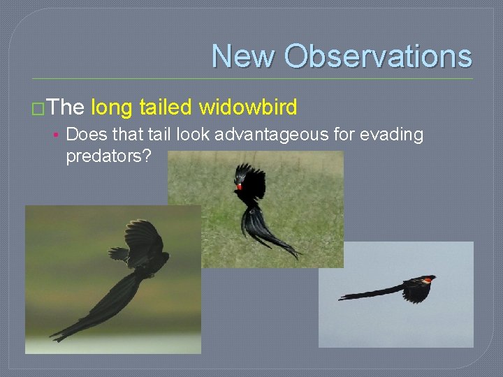 New Observations �The long tailed widowbird • Does that tail look advantageous for evading