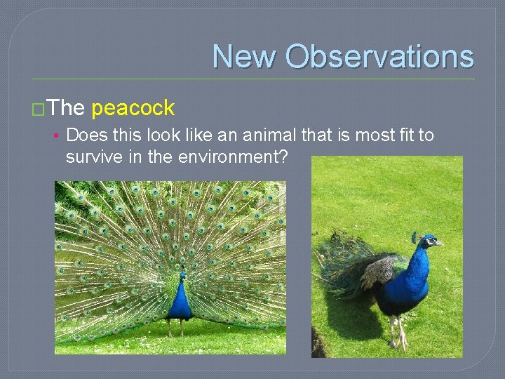New Observations �The peacock • Does this look like an animal that is most
