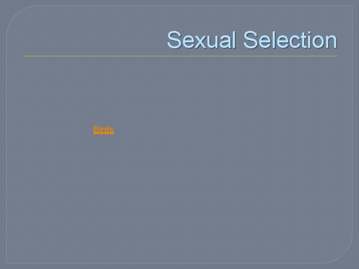 Sexual Selection Birds 